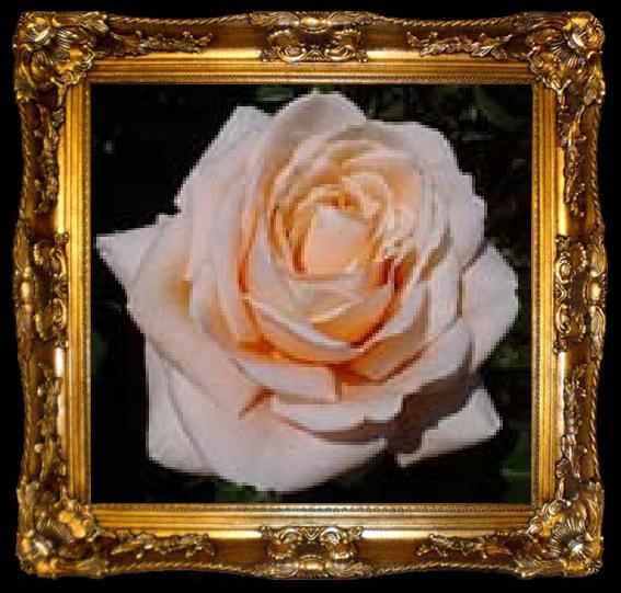 framed  unknow artist Realistic Pink Orange Rose, ta009-2
